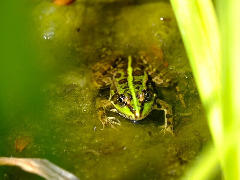 Grenouille verte tachetée dans une mare, partiellement dissimulée par la végétation.