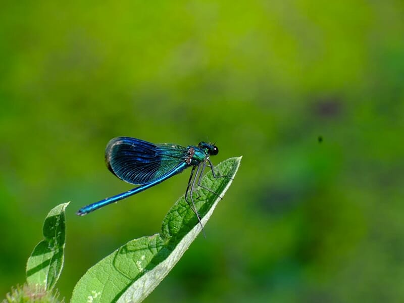 Libellule bleu métallique posée sur une feuille, sur fond vert flou.