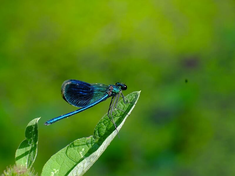 Libellule bleu métallique posée sur une feuille, sur fond vert flou.