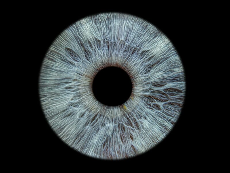 Vue rapprochée d'un iris bleu-gris avec des motifs détaillés et un centre noir parfaitement rond.
