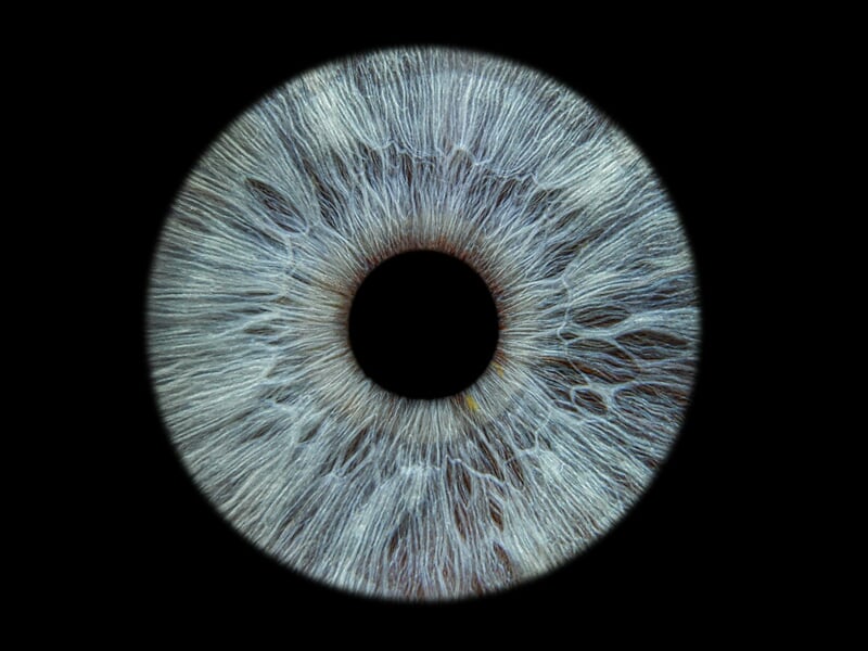 Vue rapprochée d'un iris bleu-gris avec des motifs détaillés et un centre noir parfaitement rond.
