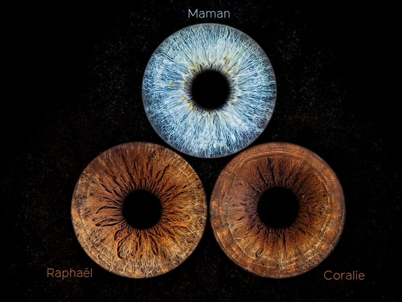 Composition artistique de trois iris : un iris bleu-gris en haut identifié comme