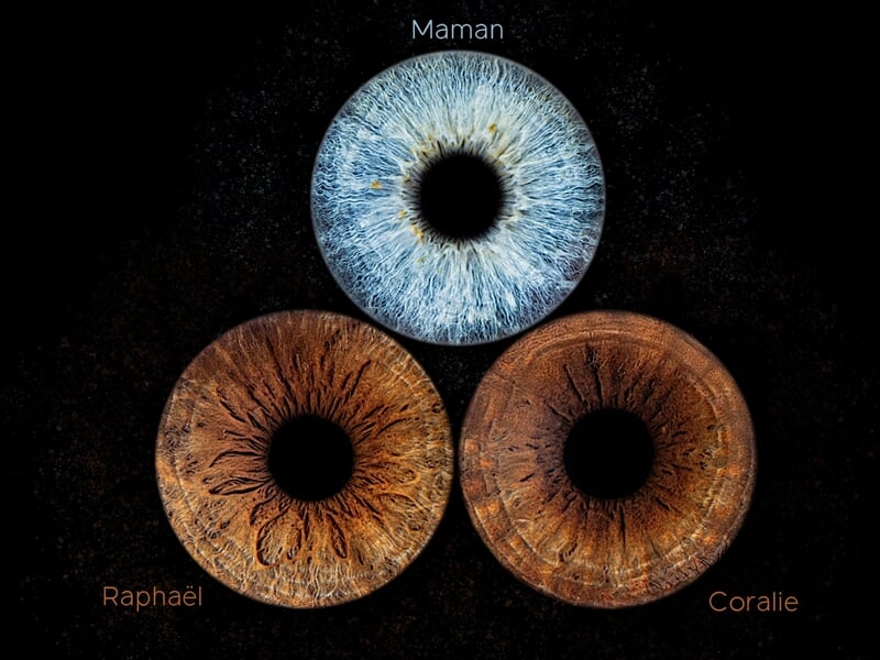 Composition artistique de trois iris : un iris bleu-gris en haut identifié comme 