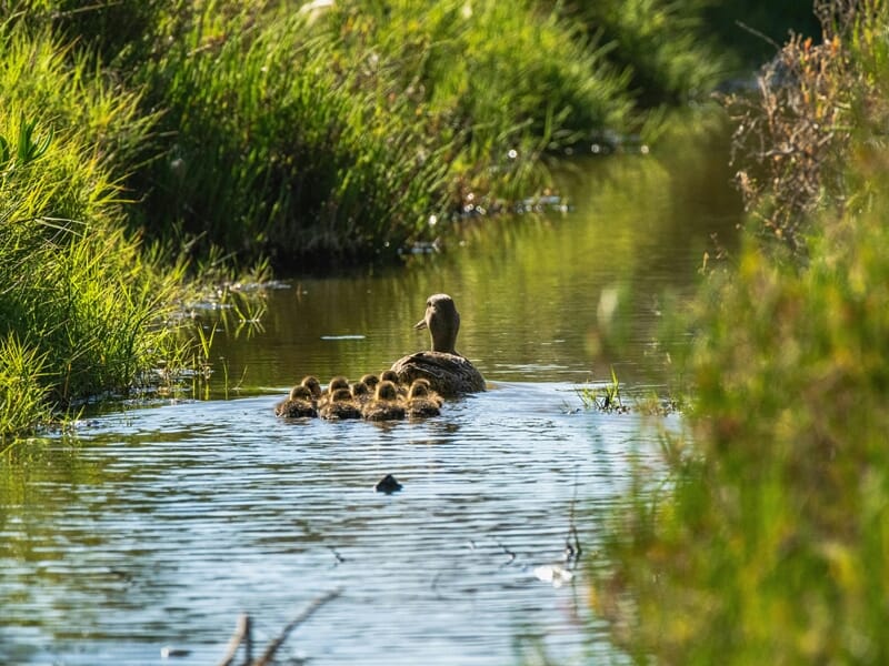 Famille de canards voguant sur une marais