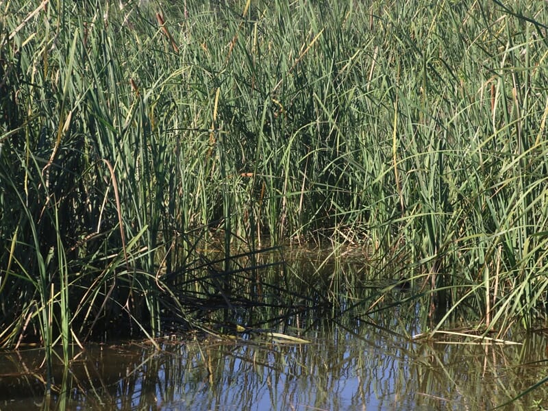 Herbes hautes dans des marais