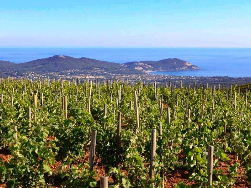 Vignoble verdoyant avec rangées de vignes et vue panoramique sur la mer et les collines sous un ciel bleu clair.