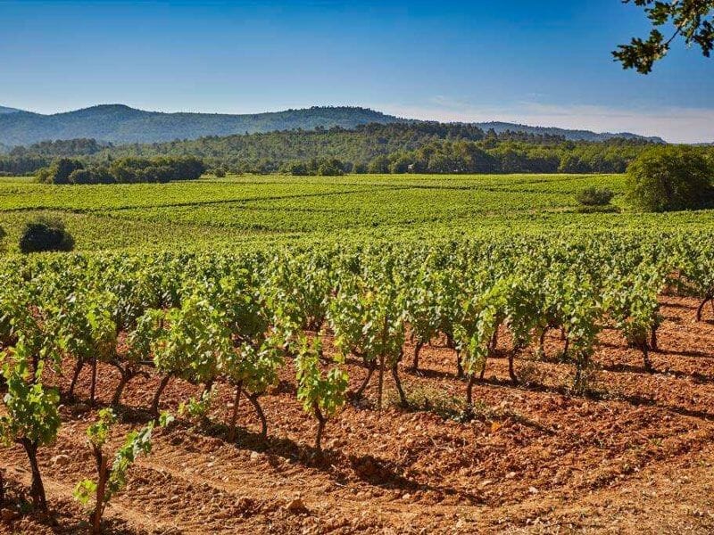 Champ de vignes bien alignées avec des collines boisées en arrière-plan sous un ciel bleu clair.