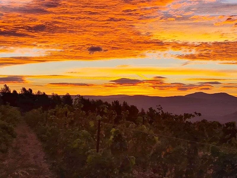 Coucher de soleil aux teintes orangées sur un paysage de vignes et collines à l'horizon.