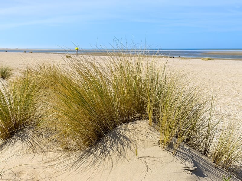 Dunes et oyats sur la plage de l’Espiguette, avec vue dégagée sur la mer.