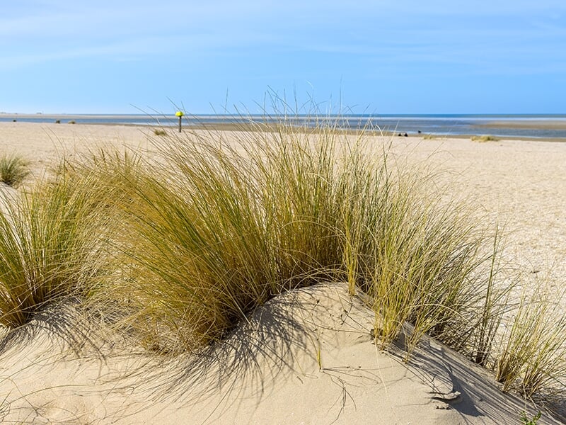 Dunes et oyats sur la plage de l’Espiguette, avec vue dégagée sur la mer.