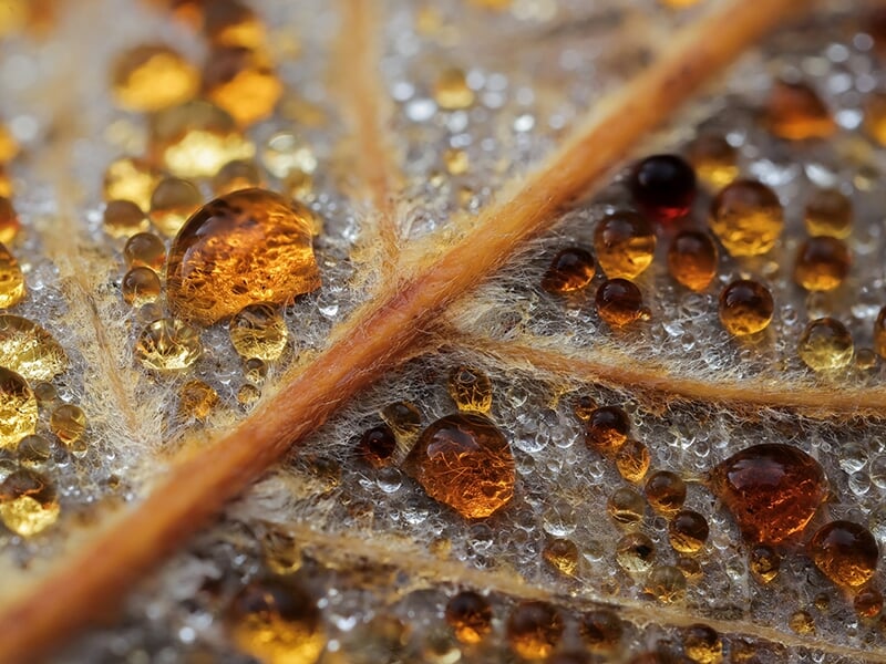 Gouttes de rosée ambrées sur une feuille nervurée vue en macro.