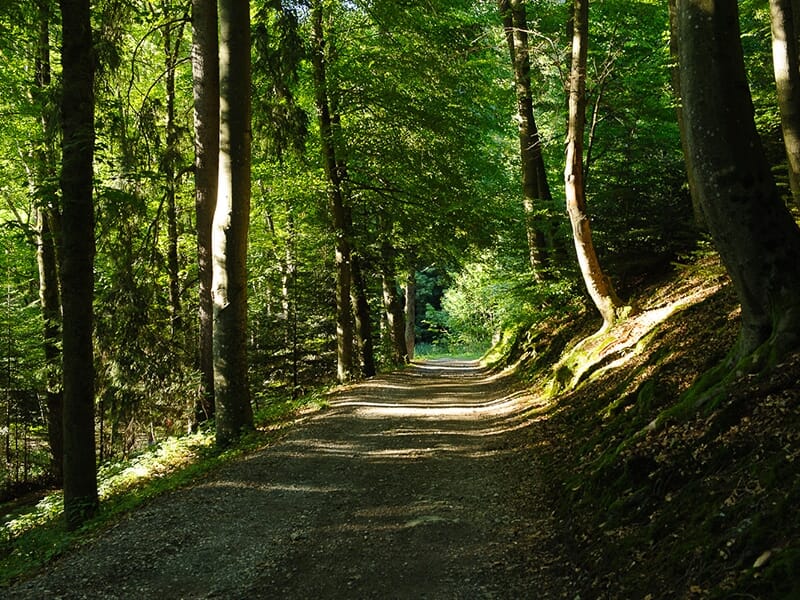 Chemin forestier bordé d'arbres éclairé par des rayons de soleil.