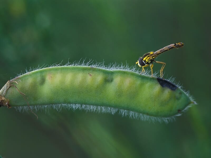 Insecte posé sur une cosse verte recouverte de poils fins.