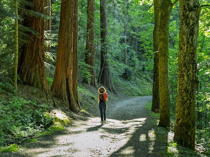 Femme marchant sur un sentier forestier bordé de grands arbres.