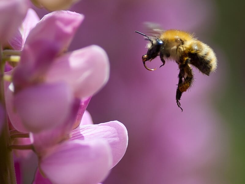 Abeille en vol près de fleurs roses en gros plan.