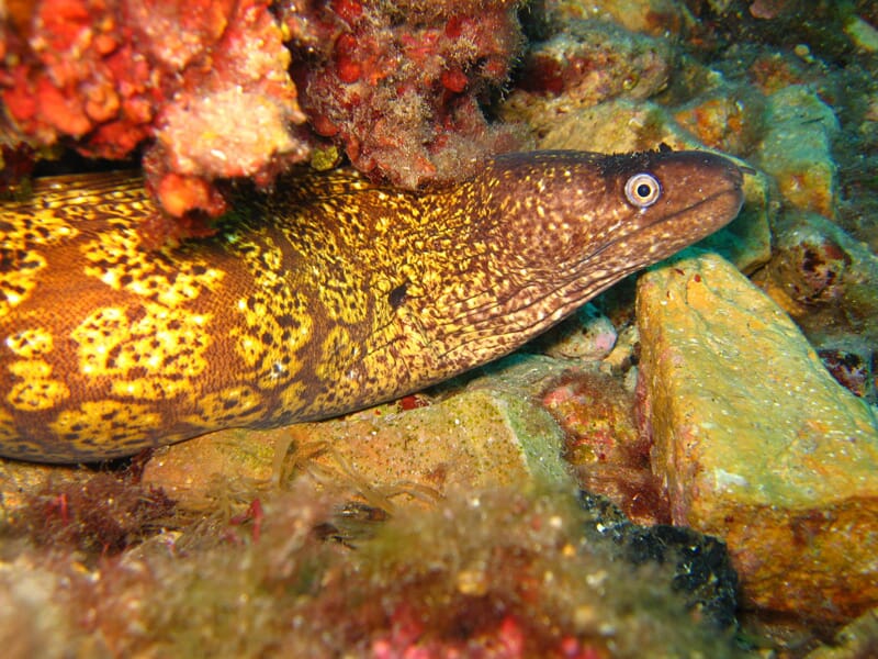 Stage de Plongée PADI à Antibes Juan-les-Pins