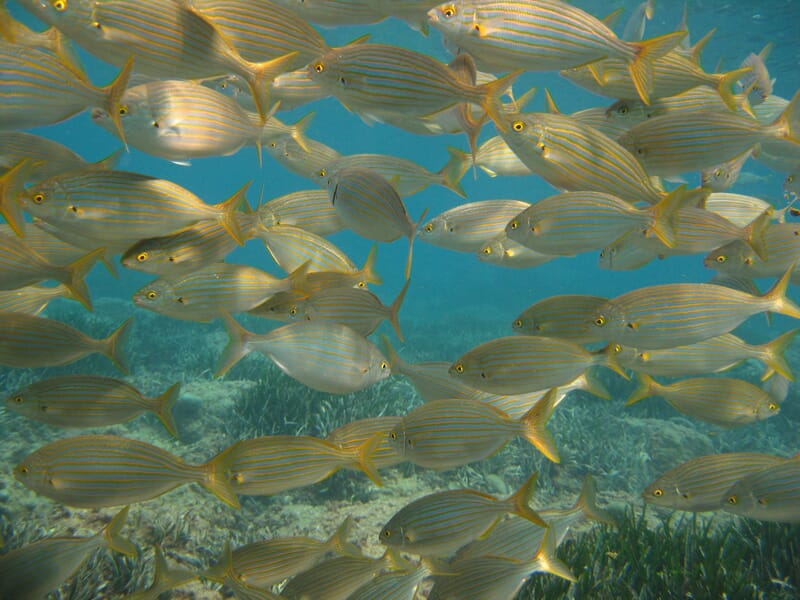 Stage de Plongée PADI à Antibes Juan-les-Pins