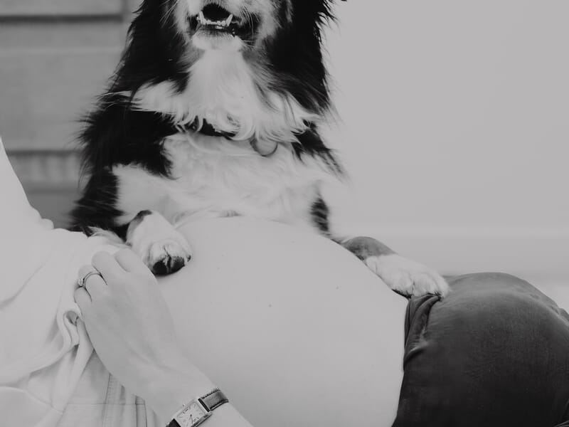 Chien assis sur le ventre d'une femme enceinte allongée lors d'un shooting photo grossesse à Lille.