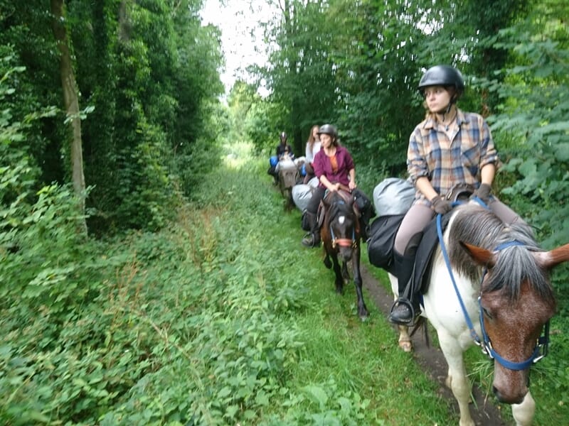 Randonnée à cheval en forêt, cavalières équipées de casques et de sacoches sur leurs montures