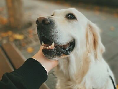 Séance Photo avec votre Animal de Compagnie à Metz