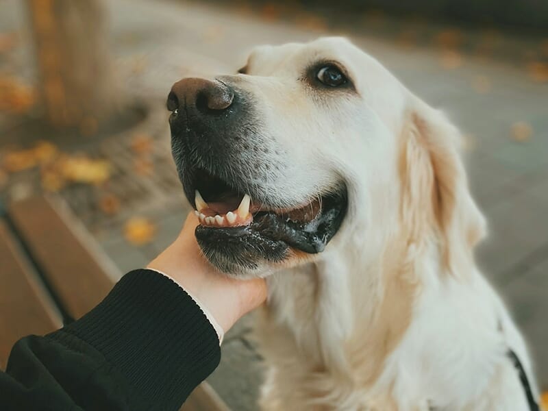 Un golden retriever souriant, caressé sous le menton par une main humaine, dans un cadre urbain avec des feuilles au sol.