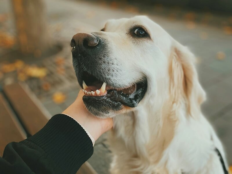 Un golden retriever souriant, caressé sous le menton par une main humaine, dans un cadre urbain avec des feuilles au sol.