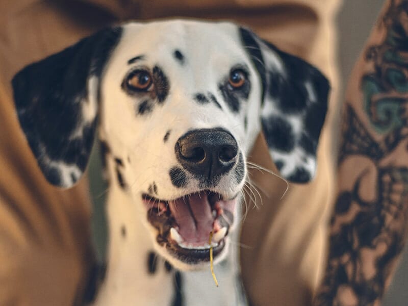 Un dalmatien heureux, bouche ouverte, entouré de jambes et d’un bras tatoué.