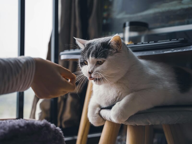 Un chat blanc et gris allongé sur un tabouret, s'apprêtant à recevoir une friandise de la main d'une personne.