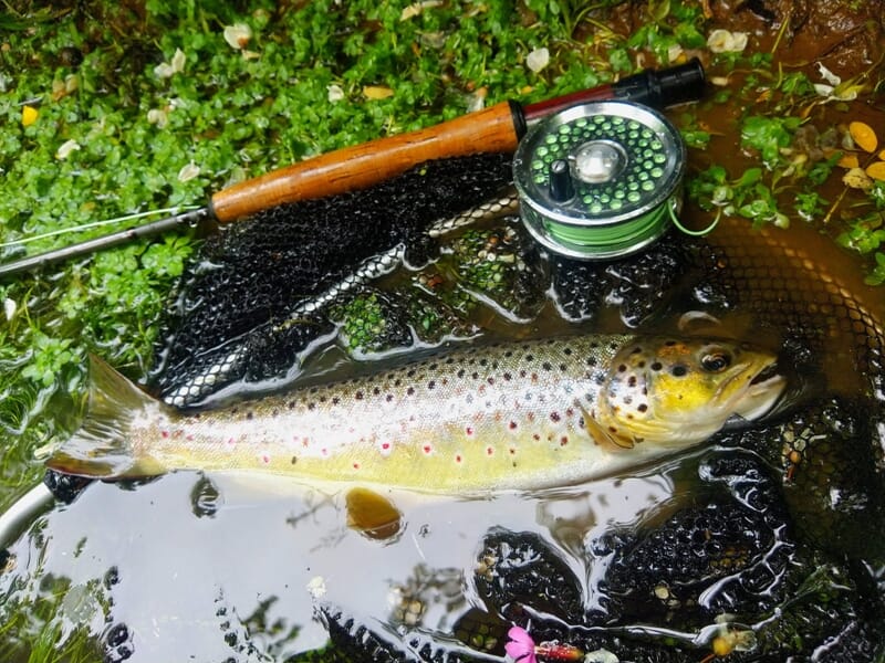 Une truite aux taches rouges et noires repose dans un filet avec une canne à pêche lors d'un stage de pêche à Morlaix.