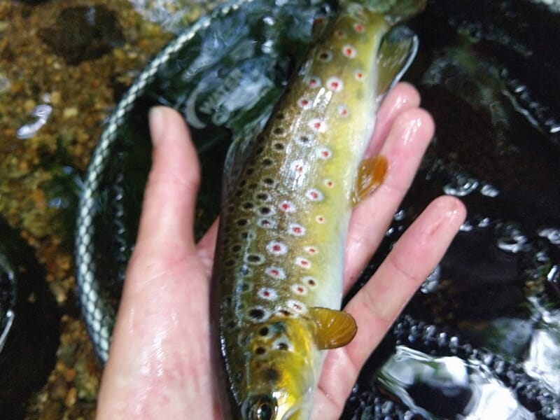 Une main tient délicatement une petite truite colorée au-dessus d'un filet lors d'un stage de pêche à Morlaix.
