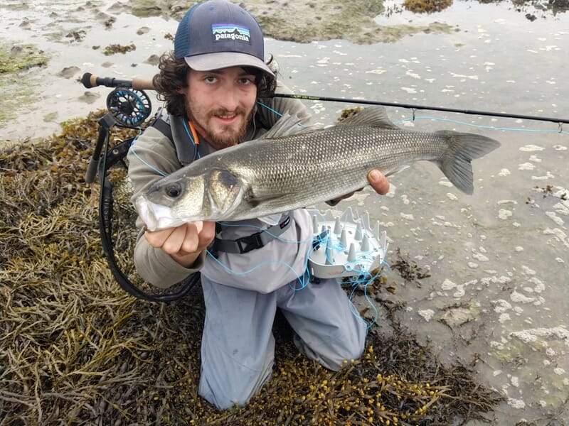 Un pêcheur en tenue de wading montre un grand bar pris en mer, lors d'un stage de pêche à Morlaix.