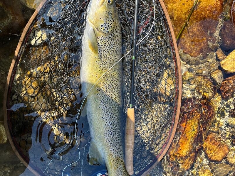 Truite posée dans une épuisette immergée, avec canne à mouche et moulinet, sur un lit de galets en rivière.
