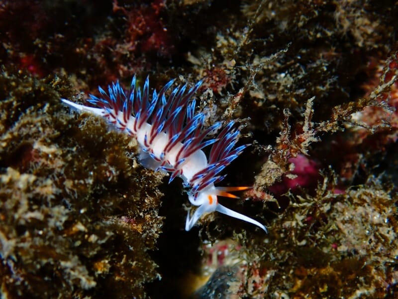Limace de mer colorée posée sur un rocher dans un environnement marin.