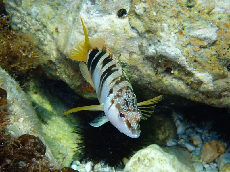 Poisson rayé nageant près d’un rocher au fond marin.
