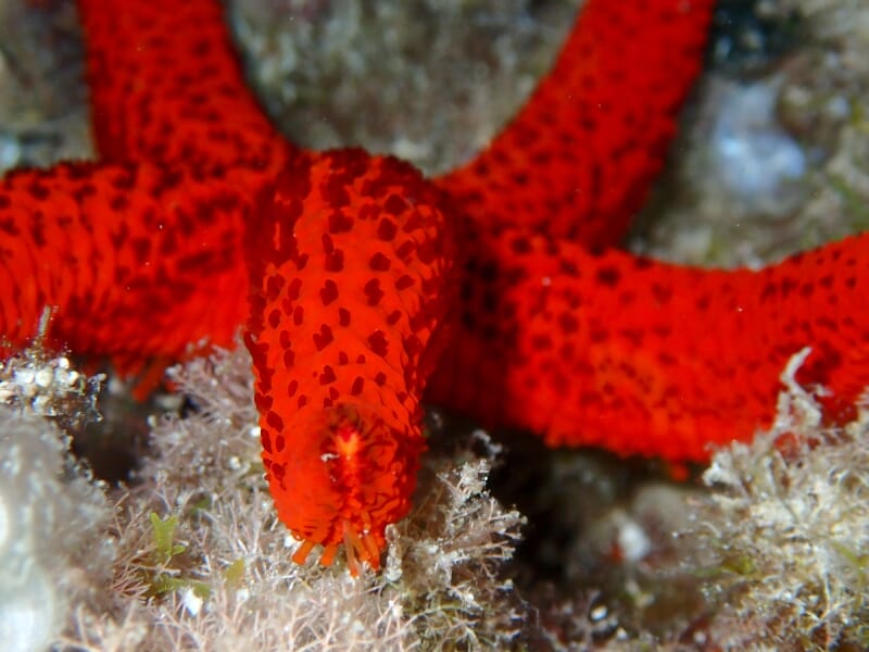 Gros plan sur une étoile de mer rouge vif accrochée à un rocher.