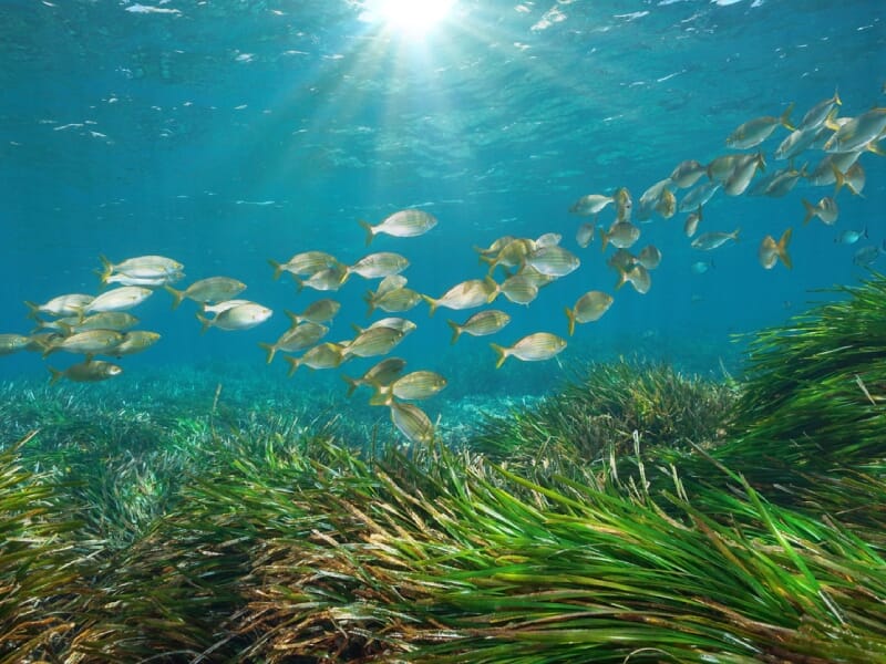 Banc de poissons nageant au-dessus d’un champ de posidonie sous un rayon de soleil.