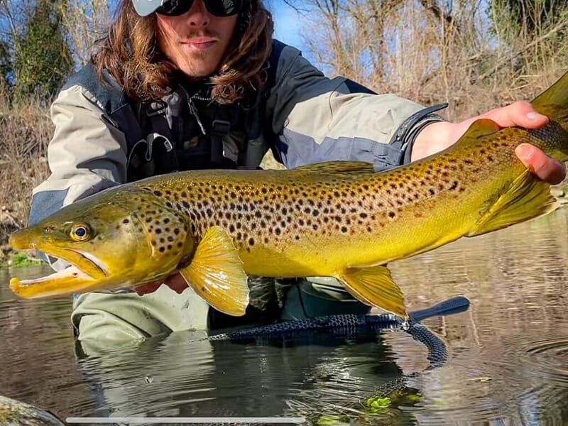 Truite fario jaune vif tenue au-dessus de l’eau par un pêcheur équipé de lunettes de soleil
