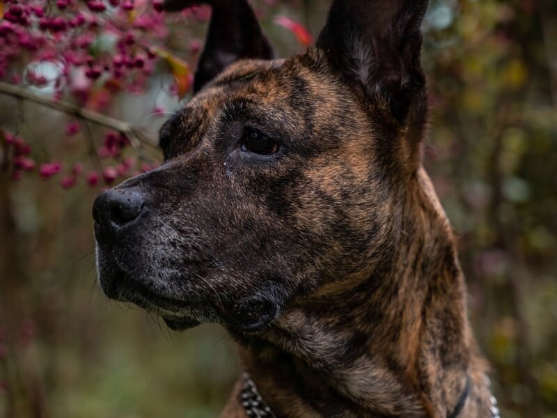 Portrait d’un chien bringé portant une chaîne argentée, assis devant des branches remplies de petites baies roses.