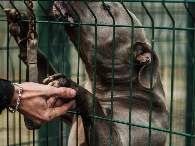 Chien gris derrière un grillage donnant la patte à une main humaine, langue sortie en signe d’affection.