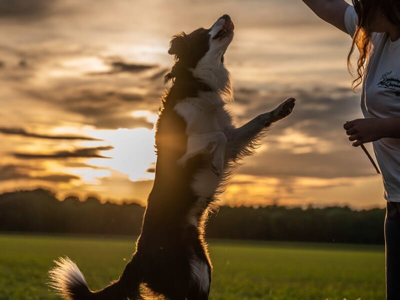 Chien noir et blanc bondissant en l’air pour attraper une friandise tenue par une femme, au coucher de soleil.