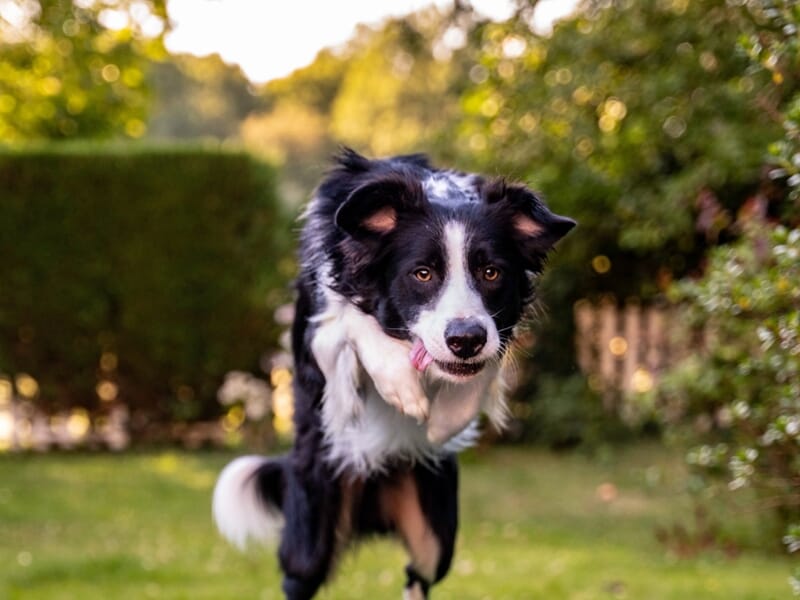 Chien noir et blanc en plein saut, capturé en vol au-dessus d’un obstacle dans un jardin.