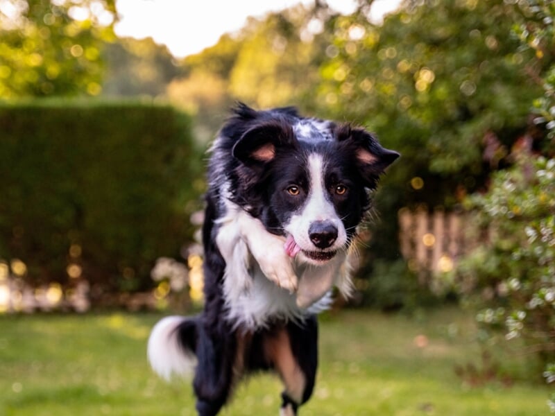 Chien noir et blanc en plein saut, capturé en vol au-dessus d’un obstacle dans un jardin.