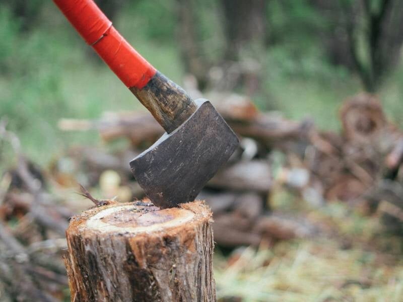 Une hache plantée dans une souche d'arbre en forêt près de Vannes, prête à couper du bois pour un stage de survie.