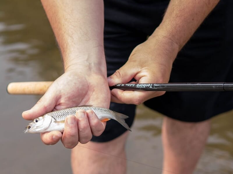 Poisson argenté tenu dans la main d’un pêcheur avec une canne Tenkara.