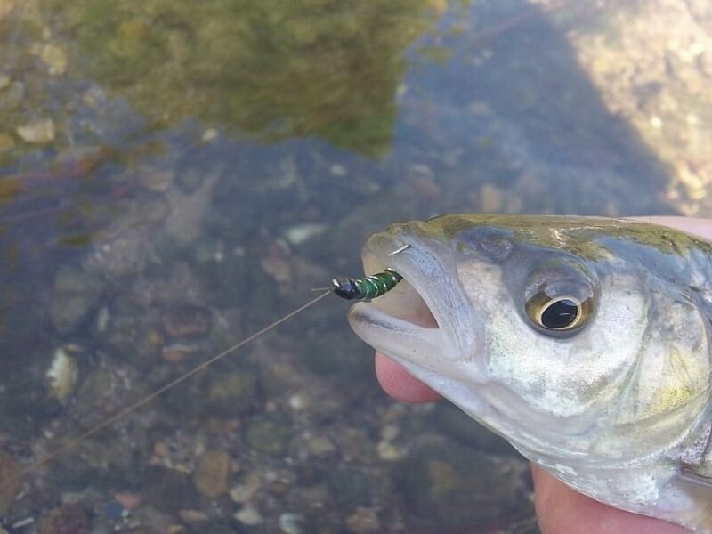 Petit poisson attrapé avec une mouche artificielle, tenu près de l’eau.