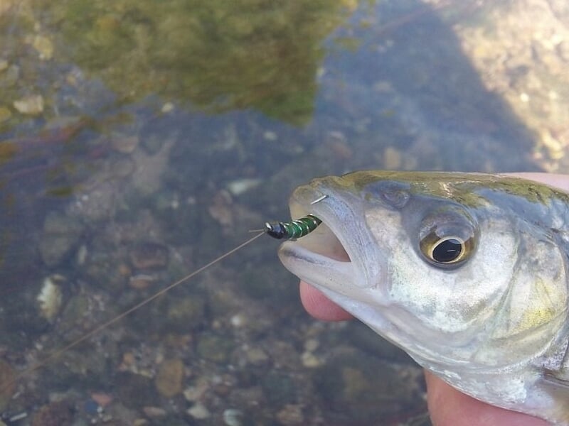 Petit poisson attrapé avec une mouche artificielle, tenu près de l’eau.