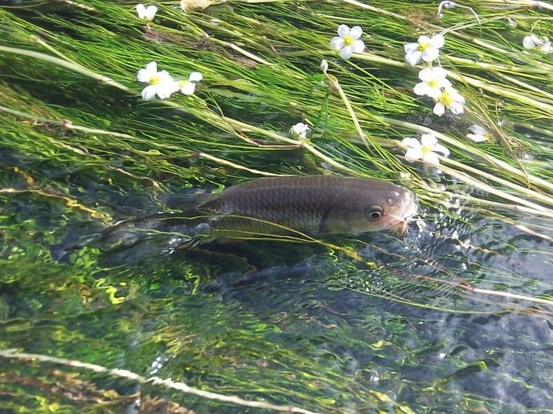 Poisson nageant dans une rivière claire parmi des herbes aquatiques et des fleurs blanches.