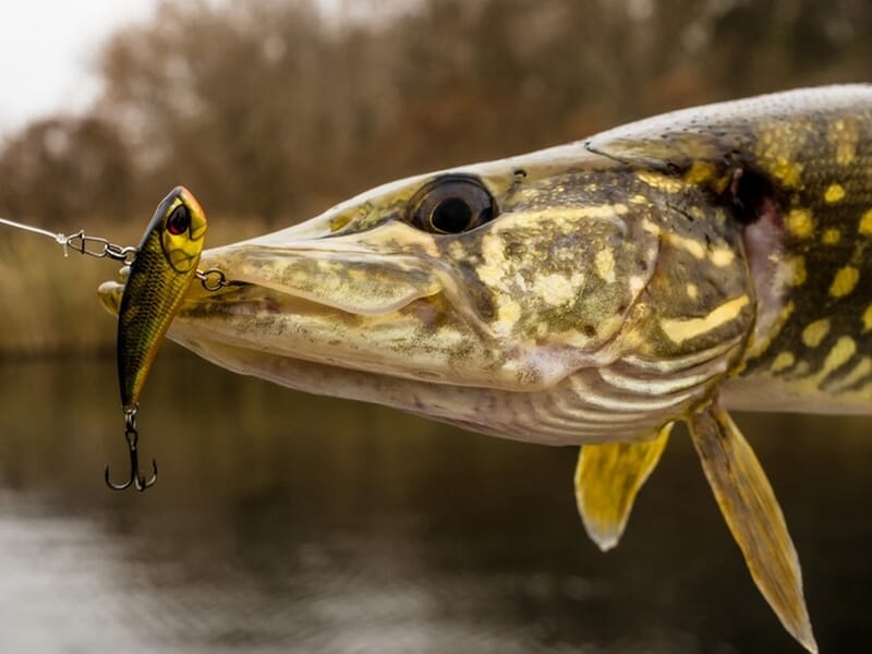 Gros plan sur un brochet attrapé avec un leurre de pêche coloré dans la gueule.