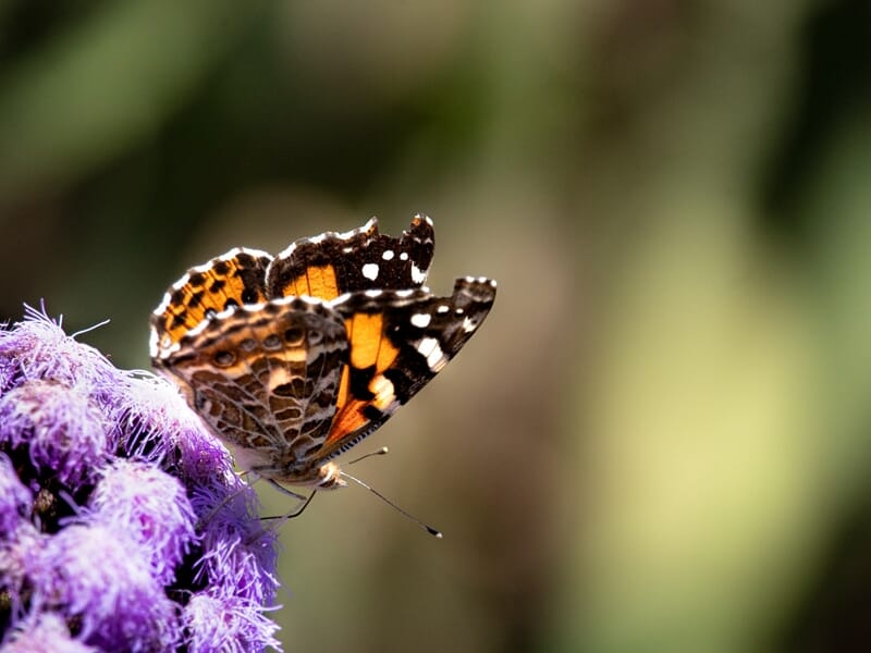 Papillon aux ailes orange, noires et blanches lors d'un shooting photo avec animal de compagnie à la colline du château de Nice