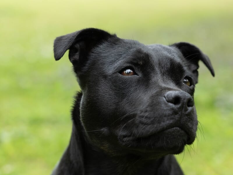 Gros plan sur la tête d’un chien noir, regard doux tourné vers la gauche.